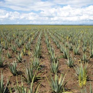 Plantaciones de aloe de Forever living